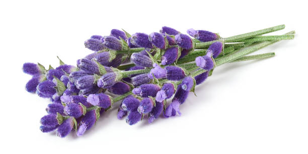 istock Lavender flowers isolated on white background 1352706523