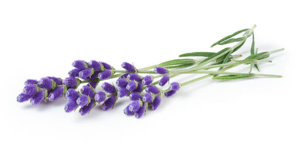 istock Lavender flowers isolated on white background 1352706599