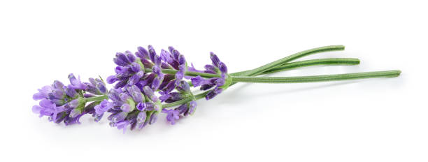 istock Lavender flowers isolated on white background 1352706600