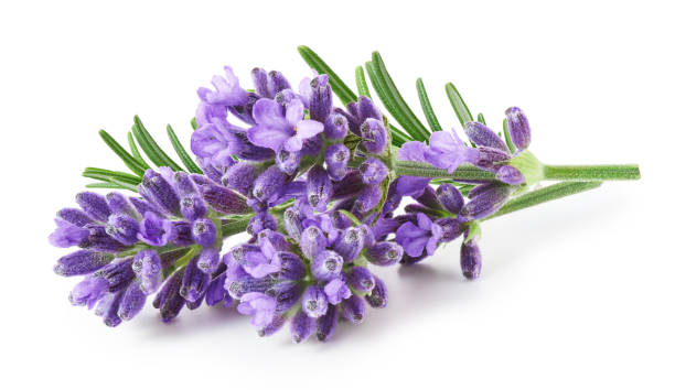 istock Lavender flowers isolated on white background 1352706626