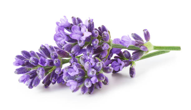 istock Lavender flowers isolated on white background 1352706639