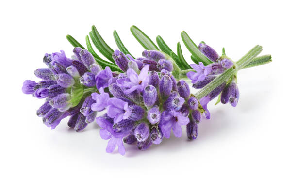 lavender flowers isolated on white background - lavender coloured imagens e fotografias de stock