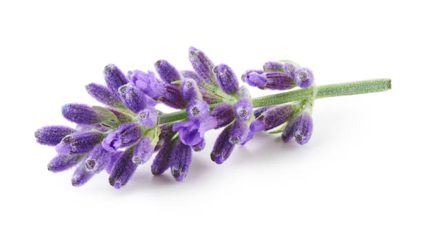 istock Lavender flowers isolated on white background 1352706662
