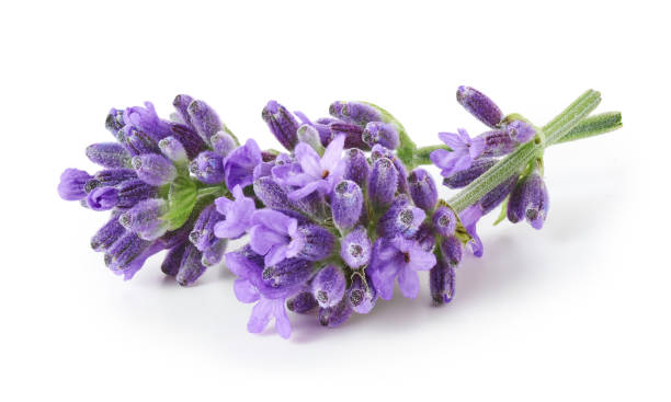 istock Lavender flowers isolated on white background 1352706673
