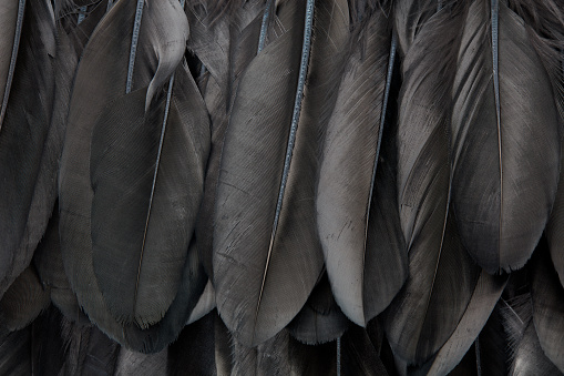 Black crow feathers texture background