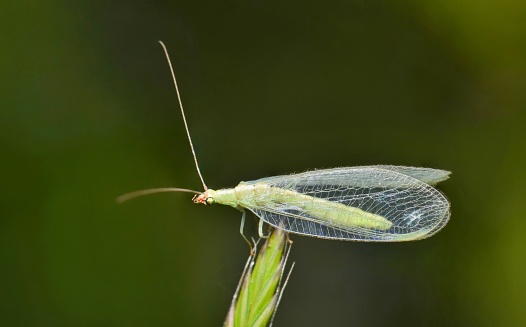 Adult Green Lacewing (Chrysoperla sp.) on a grass stalk in Houston, TX. Beneficial creatures that are natural predators of other insect pests.