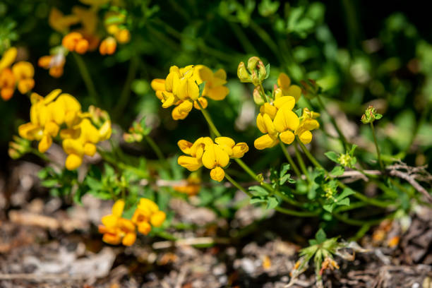 A Lotus Corniculatus Plant, also known as Bird's-Foot Trefoil, Growing in the Sussex Countryside Bird's-Foot Trefoil in the Late Spring Sunshine, with a Shallow Depth of Field lotus corniculatus stock pictures, royalty-free photos & images