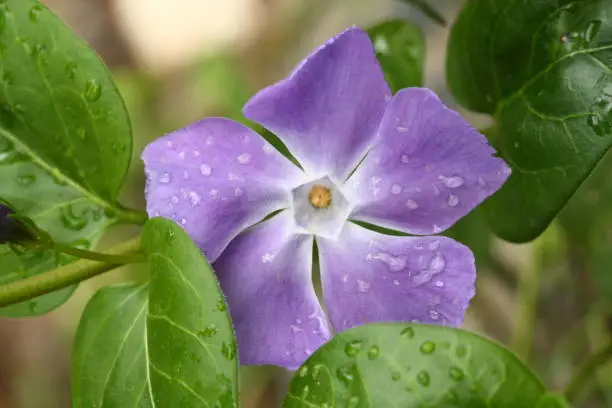 Purple flower after rain