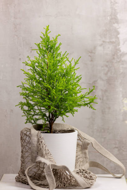 istock Cupressus Goldcrest Wilma in a string bag against a gray wall. Zero waste concept. 1352709517