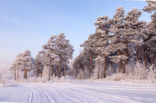 Winter landscape, pines covered with hoarfrost, on a frosty day. Climate, weather, meteorology.
