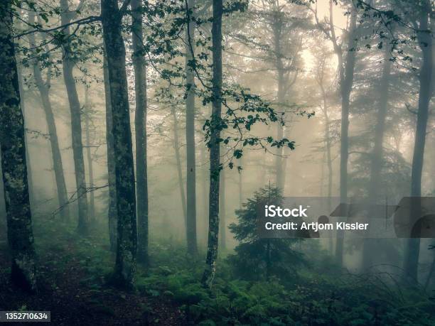 The Black Forest In Germany With Fog Stock Photo - Download Image Now - Mystery, Black Forest - Germany, Germany