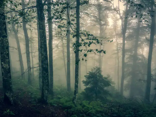 Photo of The Black Forest in Germany with fog.