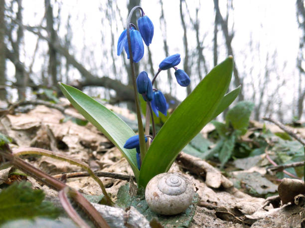 The first snowdrops in the spring in the forest leaves grass snail