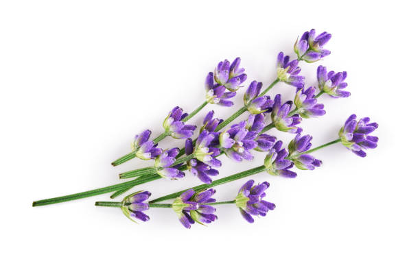 Lavender flowers isolated on white background Lavender flowers isolated on white background lavender plant stock pictures, royalty-free photos & images