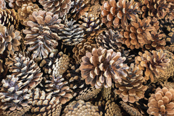 istock brown black pine cones with visible details. background or texture 1352710929