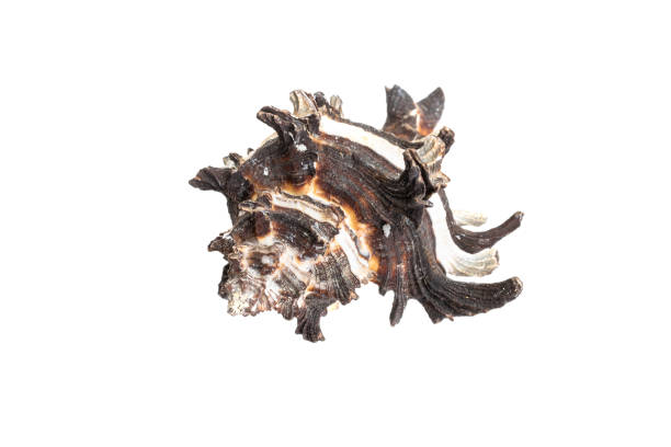 istock shells of a sea snail on a white isolated background 1352710935