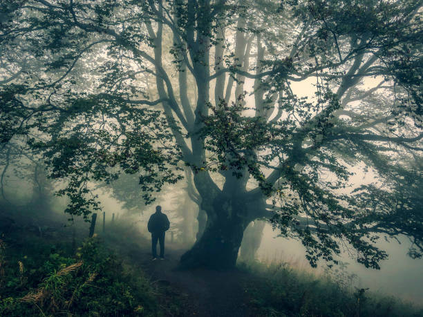 istock I walk under a big tree in the strong fog. 1352710938
