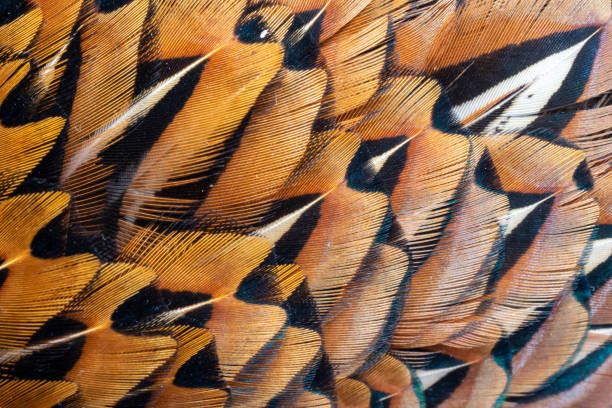 kolorowe pióra bażanta o widocznej teksturze. tło - pheasant hunting feather game shooting zdjęcia i obrazy z banku zdjęć