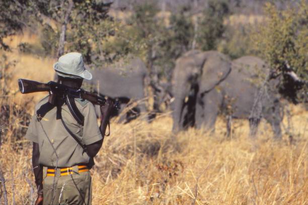 Portrait of a confident game ranger looking at a group of rhinos in the veld