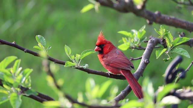 Northern Cardinal perched on an apple tree