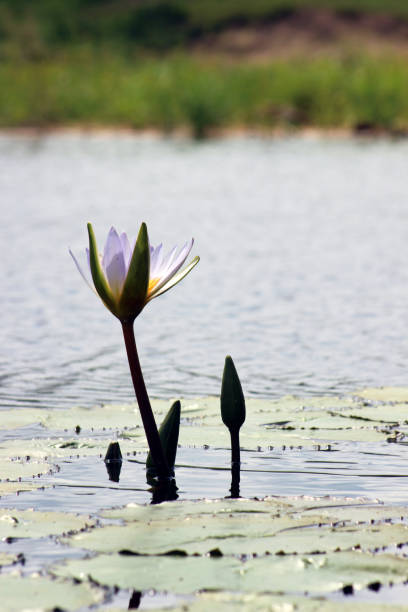 Cape Water Lilies (Nymphaea nouchali var. caerulea) blooming in a dam in Kruger National Park, Mpumalanga Province of South Africa stock photo