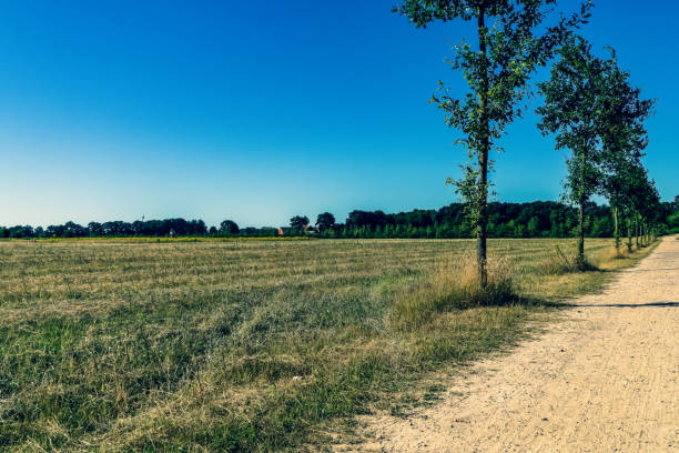 istock A dry field next to a path and a forest. 1352715332