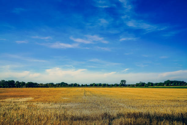 Oil landscape painting showing country road on a sunny day.