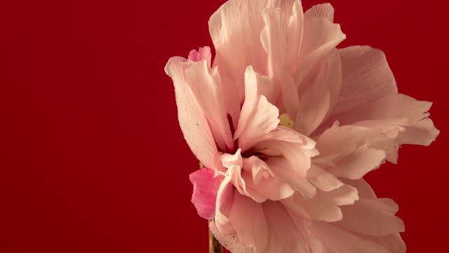 4k timelapse of an Hibiscus Flower blossom bloom and grow on a red background. Blooming flower of Lilium.