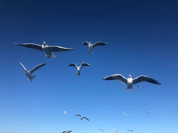 istock seagull birds flying in the blue sky 1352717786