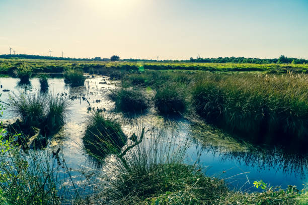 istock View of a moor area in Germany. 1352717855