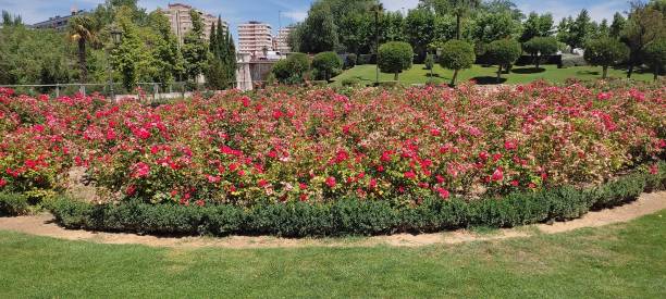 istock Roses in Valladolid 1352718536