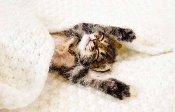 istock Cute little kitten sleeps on fur white blanket with copy space 1352721268
