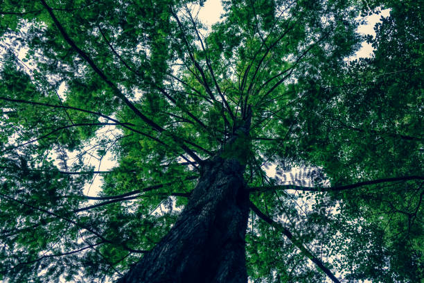 istock View into the treetop of a beautiful and large tree. 1352721303