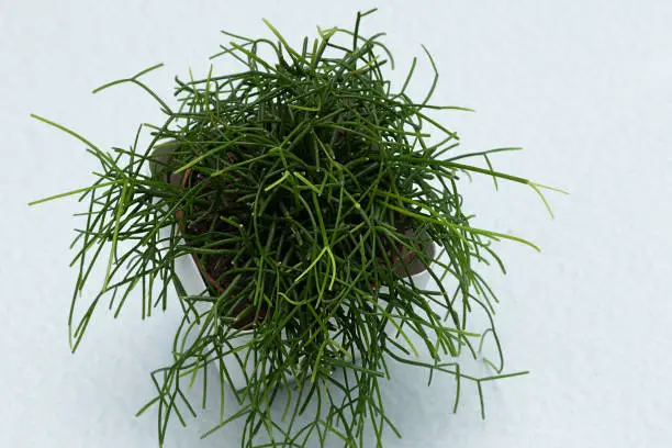 top view of Rhipsalis baccifera with selective focus on light background. Succulent plant with soft needles