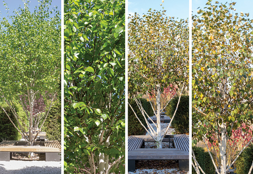 birch (Jacquemontii Betula)  in the park. Collage, spring and autumn tree view.