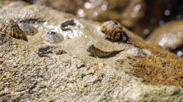 istock Barred mudskipper (Periophthalmus argentilineatus) in red sea 1352721914
