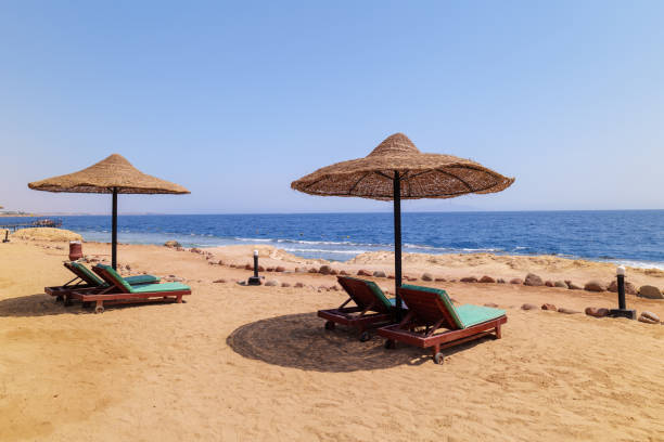 istock sun loungers on a sandy beach in sunny weather 1352722662