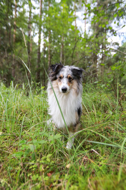 istock Blue Merle Shetland Sheepdog standing in forest grass and looking. 1352723258