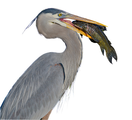 Adult wild great blue heron - Ardea herodias - eating armored catfish Brown hoplo - Hoplosternum littoral isolated cutout on white background