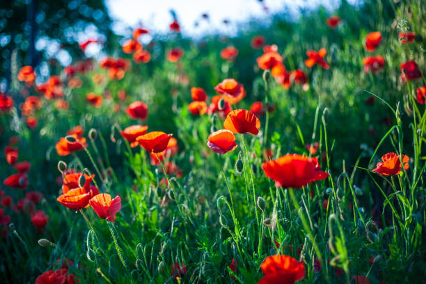 fleurs sauvages de pavot en gros plan - poppy flower field red photos et images de collection