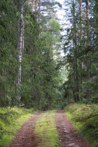 istock Old forest small road trough old forest. 1352724028