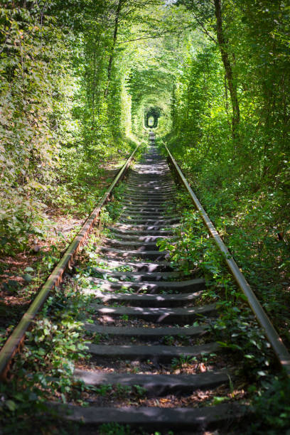 istock Green tunner in forest. Love place 1352724135