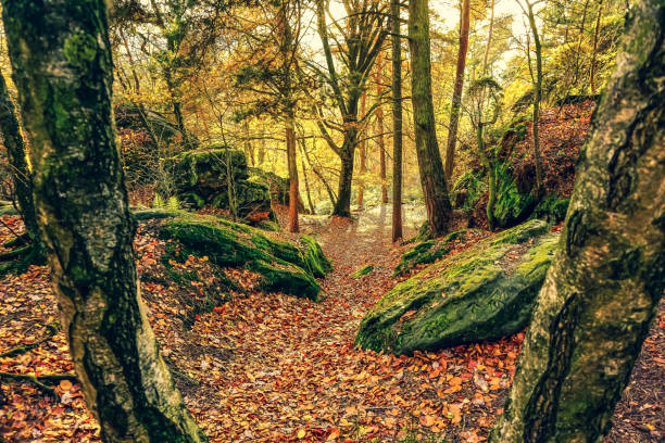 A forest with rocks in autumn in Germany also called \