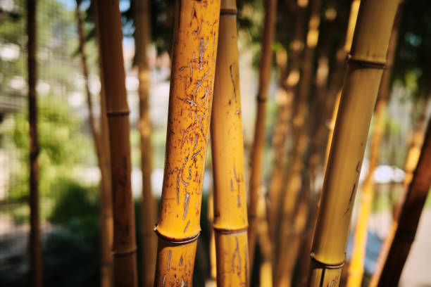 Bamboo perennials in sunlight