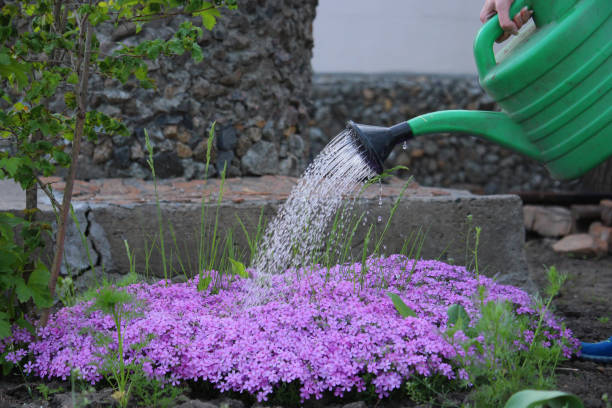 istock Watering flowers from a watering can. 1352725743