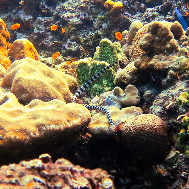Underwater photo from a scuba dive in Thailand