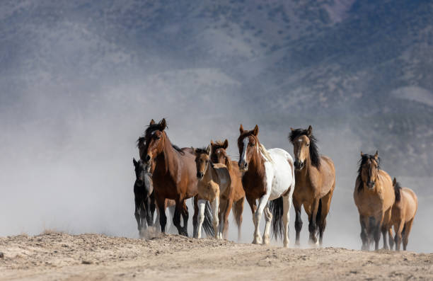 istock Herd of Wild Horses in Utah 1352725788