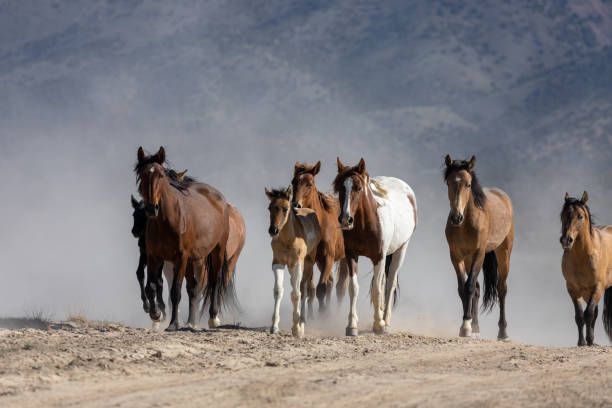 istock Herd of Wild Horses in Utah 1352725789