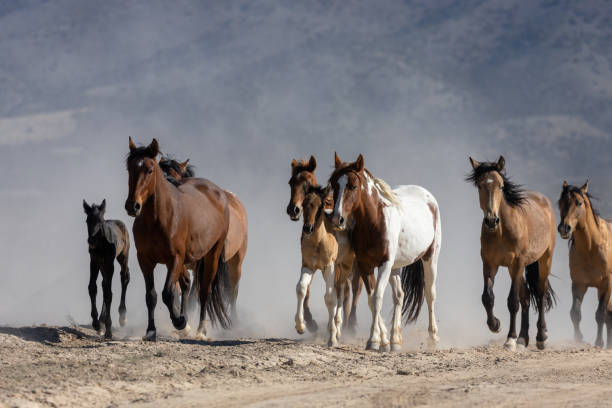 istock Herd of Wild Horses in Utah 1352725810