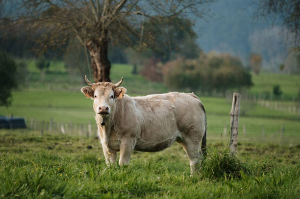 istock Beautiful cow in a field 1352725862